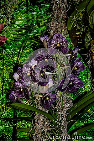 Beautiful dark orchid - detail of a house plant flower Stock Photo