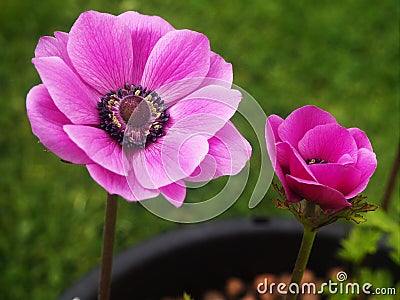 Anemone De Caen flower and bud Stock Photo