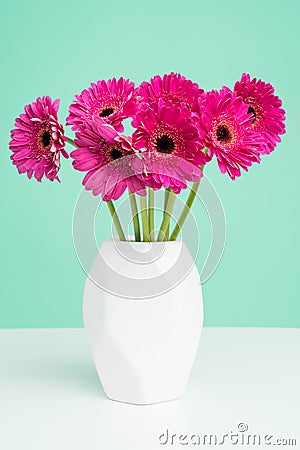 Beautiful dark pink gerbera daisies in a plain white vase against pastel green background. Minimalist floral background. Stock Photo