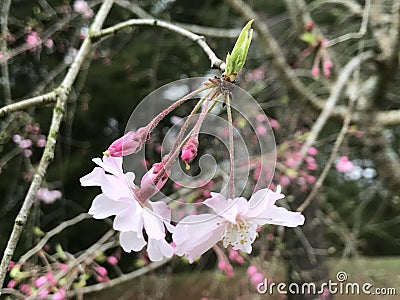 Beautiful Dark Pink Japanese Weeping Cherry Buds - Prunus Stock Photo