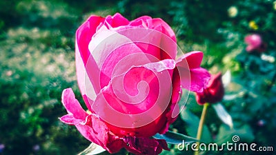 Beautiful dark pink rose with beautiful natural background Stock Photo