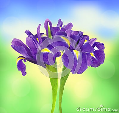 Beautiful dark purple iris flower over bright nature Stock Photo