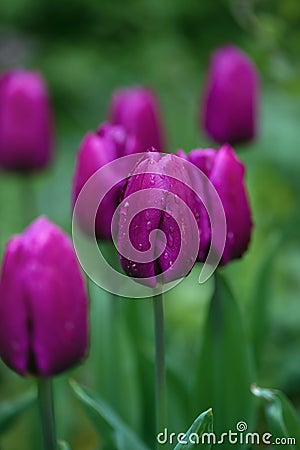 Beautiful dark purple tulips in the gloomy misty morning of a rainy day. Raindrops on fuchsia petals. Stock Photo