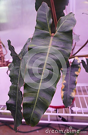 Beautiful dark and rippled shape leaf of Philodendron Billietiae Dark Form Stock Photo