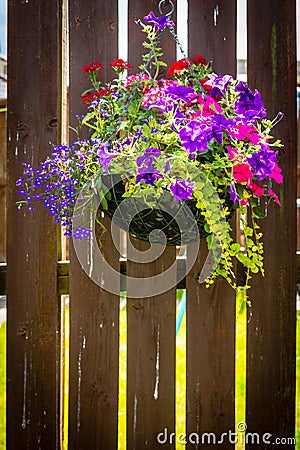 Beautiful, dark violet petunia in the hanging basket Stock Photo