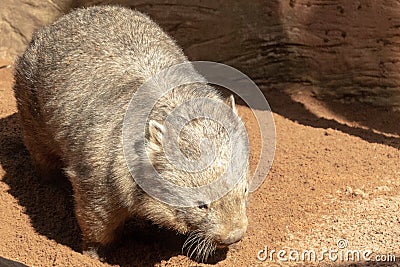 Australian Wombat Stock Photo