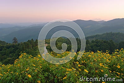 Beautiful dawning in mexican sunflower or Tithonia diversifolia Stock Photo