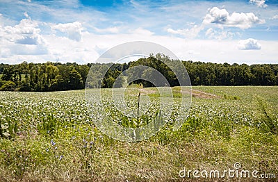 Farmed fields in the country Stock Photo