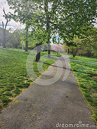 Walking trail and trees lots of greegreen Stock Photo