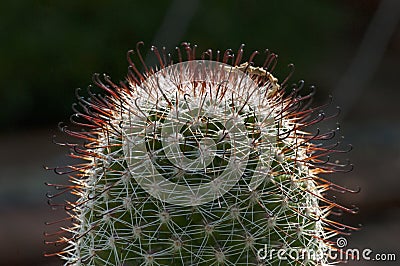 Beautiful daylight on cactus closeup shoot Stock Photo