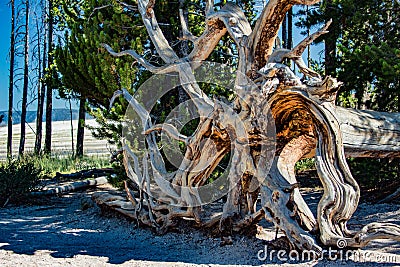 Beautiful dead tree knocked over Stock Photo