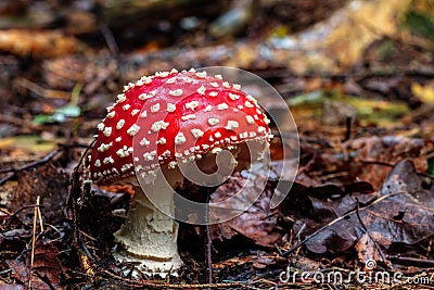 Beautiful but Deadly. Stock Photo