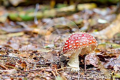 Beautiful but Deadly. Stock Photo