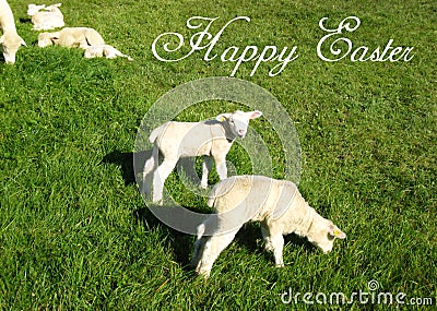 Postcard with a sweet swiss lamb and sheep on a green meadow in the sunshine for easter cards Stock Photo
