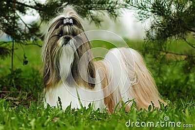 Beautiful decorative dog breed the Shih Tzu is in the summer out Stock Photo