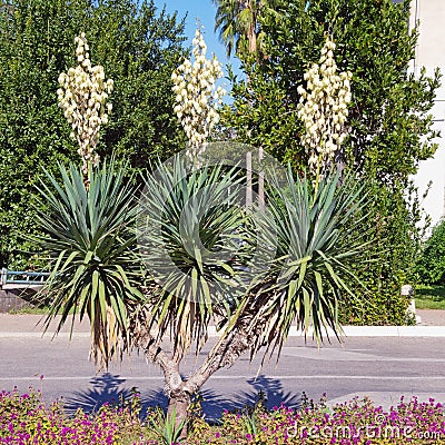 Beautiful decorative evergreen shrub of Yucca Yucca filamentosa with white flowers Stock Photo