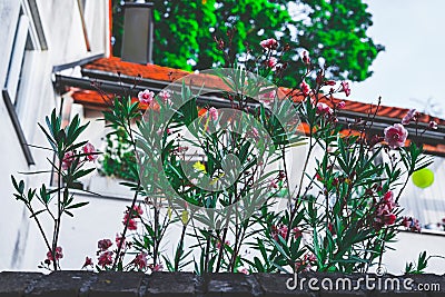 Beautiful decorative flowers in little town Stock Photo