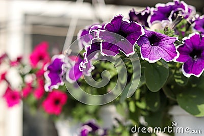 Beautiful decorative lilac petunias in hanging pots in the open air Stock Photo