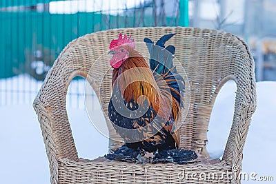 Beautiful decorative rooster on a wicker chair Stock Photo