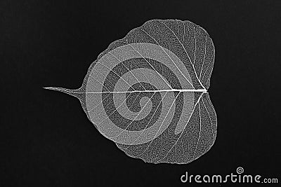 Beautiful decorative skeleton leaf on black background Stock Photo