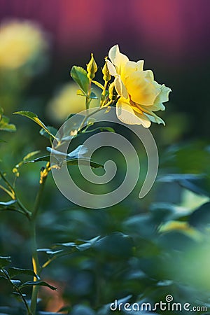 Beautiful deep yellow rose. Bright spring rose Stock Photo