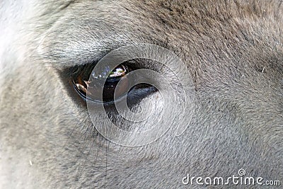Beautiful deer eye, close-up Stock Photo