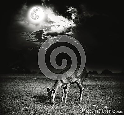 Beautiful deer graze among sky with bright full moon and dark cl Stock Photo