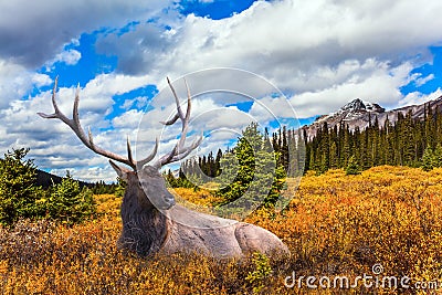 Beautiful deer. The magnificent Rocky Mountains Stock Photo