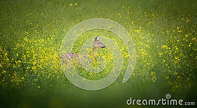 A beautiful deer observes the surroundings in the yellow grass Stock Photo