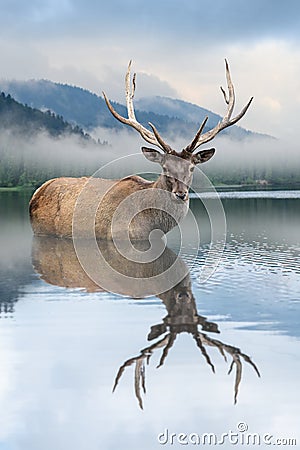 Beautiful deer stag swimming in lake on mountain landscape with fog Stock Photo