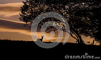 Beautiful deer at sunset in the nature Stock Photo