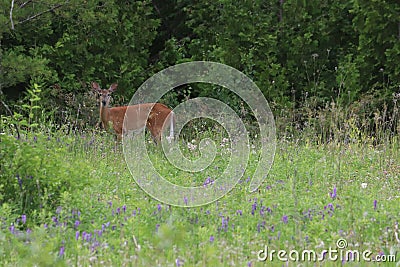 Deer in a meadow Stock Photo