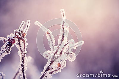 Beautiful delicate abstract natural Winter wallpaper Stock Photo