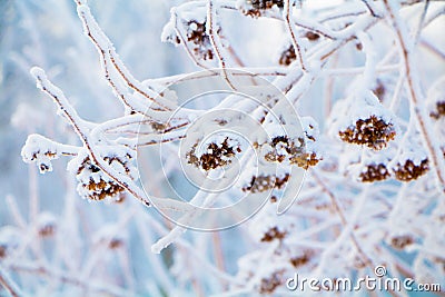 Beautiful delicate abstract natural Winter wallpaper Stock Photo