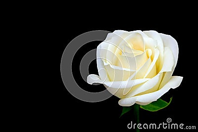 Classic white rose close up against dark backdrop Stock Photo