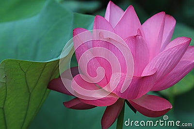 Beautiful and delicate lotus in the Chinese garden Stock Photo