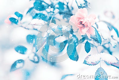 Beautiful delicate pink roses and blue leaves in snow and frost in a winter park. Christmas artistic image Stock Photo