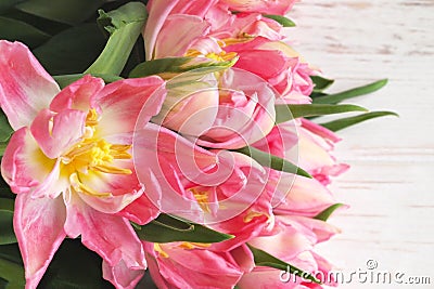 Beautiful delicate pink tulips on a white background. Spring flowers tulipa gesneriana. Holiday concept Stock Photo