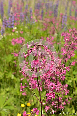 Beautiful Delicate Purple Flowers Viscaria Vulgaris Growing On Meadow In Summertime Close Up Stock Photo