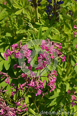 Beautiful Delicate Purple Flowers Viscaria Vulgaris Growing On Meadow In Summertime Close Up Stock Photo