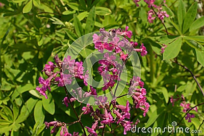 Beautiful Delicate Purple Flowers Viscaria Vulgaris Growing On Meadow In Summertime Close Up Stock Photo