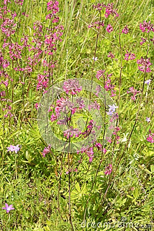 Beautiful Delicate Purple Flowers Viscaria Vulgaris Growing On Meadow In Summertime Close Up Stock Photo
