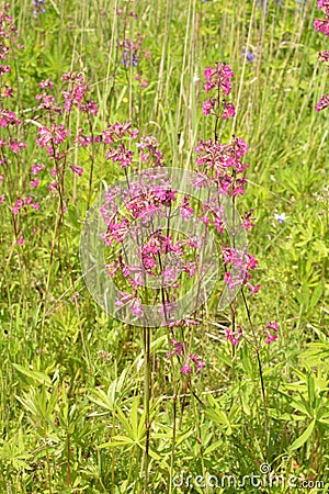 Beautiful Delicate Purple Flowers Viscaria Vulgaris Growing On Meadow In Summertime Close Up Stock Photo