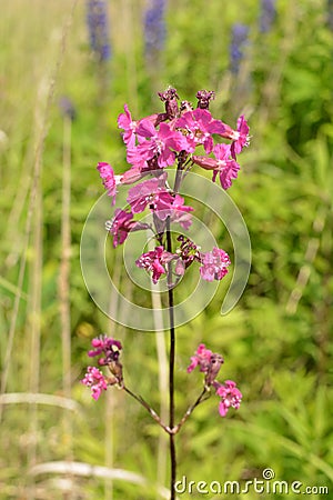 Beautiful Delicate Purple Flowers Viscaria Vulgaris Growing On Meadow In Summertime Close Up Stock Photo