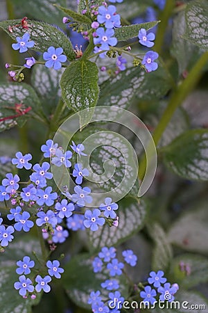 Beautiful and delicate small blue Myosotis flowers on green grass background. Stock Photo