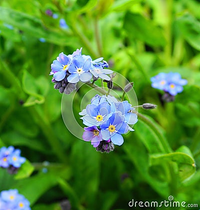 Beautiful and delicate small blue Myosotis flowers close up on green grass background. Stock Photo