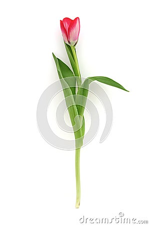 Beautiful delicate tulip Stock Photo