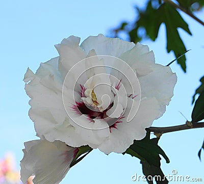 Beautiful and delicate white Hibiscus flower on the branch with green leaves on blue sky background. Stock Photo