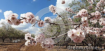 Flowering almond tree branch in a orchard near Jerusalem, Israel Stock Photo