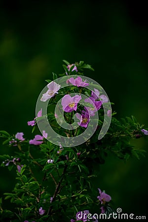 A beautiful, delicate wild flower in summer. flowers in siberia Stock Photo